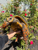 Red Foot Tortoise Adult Male