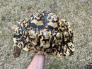 Leopard Tortoise Adult Female