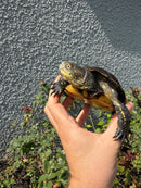 Franco-Italian Pond Turtle Adult Female