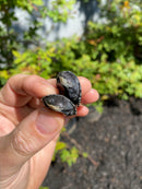 African Helmeted Turtle Babies (Pelomedusa subfra)