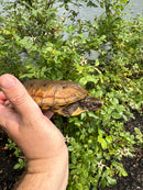 Flat Shell Turtle Juvenile Female 2025