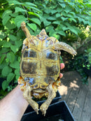 Homes Hinge-back Tortoise Adult Pair