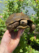 Burmese Brown Mountain Tortoise Female