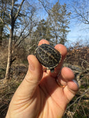 Pastel Reeves Turtle Baby 2025