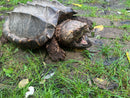 Alligator Snapping Turtle Adult Female