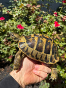 Eastern Hermann's Tortoise Adult Male