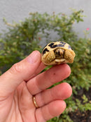 Sri Lankan Star Tortoise 2026