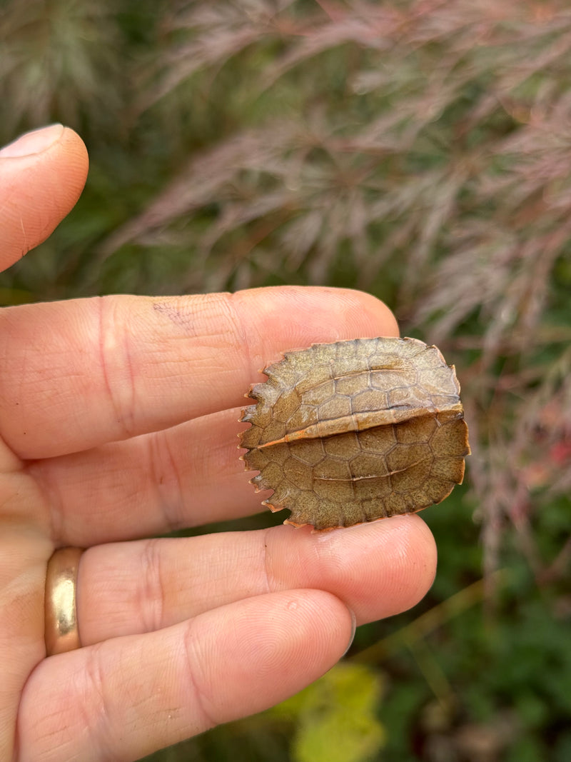 Vietnamese Black Breasted Leaf Turtle Baby 2025