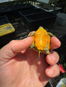 Orange Flame Baby Florida Red Bellied Turtle 2025