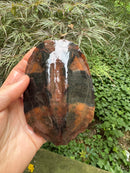 Twist-necked Turtle LTC Female