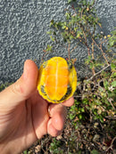Supernova Golden Flame Florida Red Bellied Turtle
