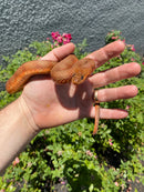 Red Salt Marsh Water Snake Adult Female