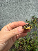 HI YELLOW Florida Box Turtle