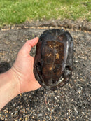 Melanistic Reeves Turtles Adult Pair