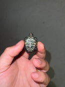 Concentric Diamondback Terrapin 2023 (Malaclemys terrapin)