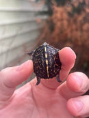 HI YELLOW Florida Box Turtle Baby