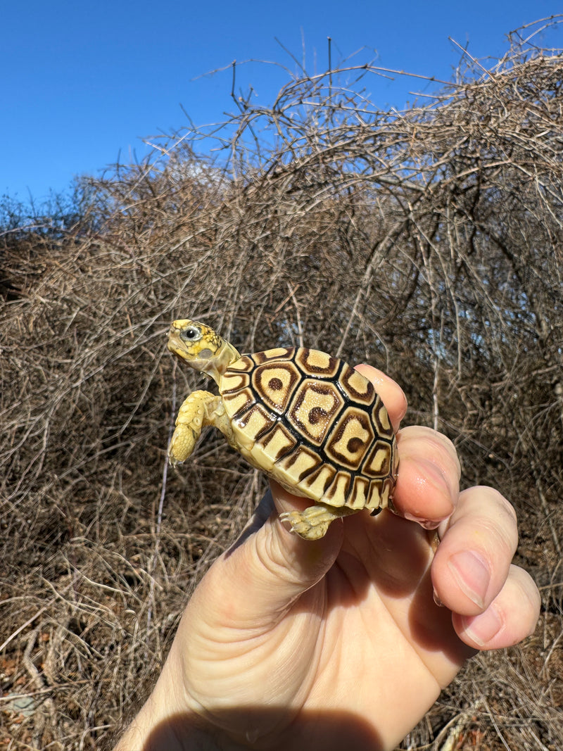 Leopard Tortoise 2025