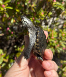 Hi White Concentric Diamondback Terrapin 2025