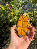 Hypo Yellow Scorpion Mud Turtle Adult Pair