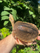 Golden Coin Box Turtle Adult Female (Cuora trifasciata )