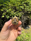 Hi Color Yellow Baby Eastern Box Turtle