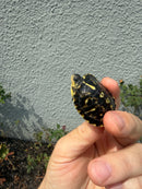 HI YELLOW Florida Box Turtle