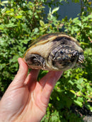 Mexican Giant Musk Adult Pair