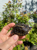 HI YELLOW Florida Box Turtle