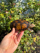 Hypo Yellow Scorpion Mud Turtle Adult Pair