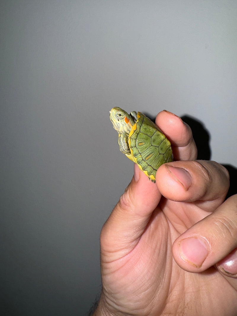 Genetic Pastel Red Eared Slider Turtle 2024