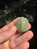 Pastel Clown Red Eared Slider Turtle 2025