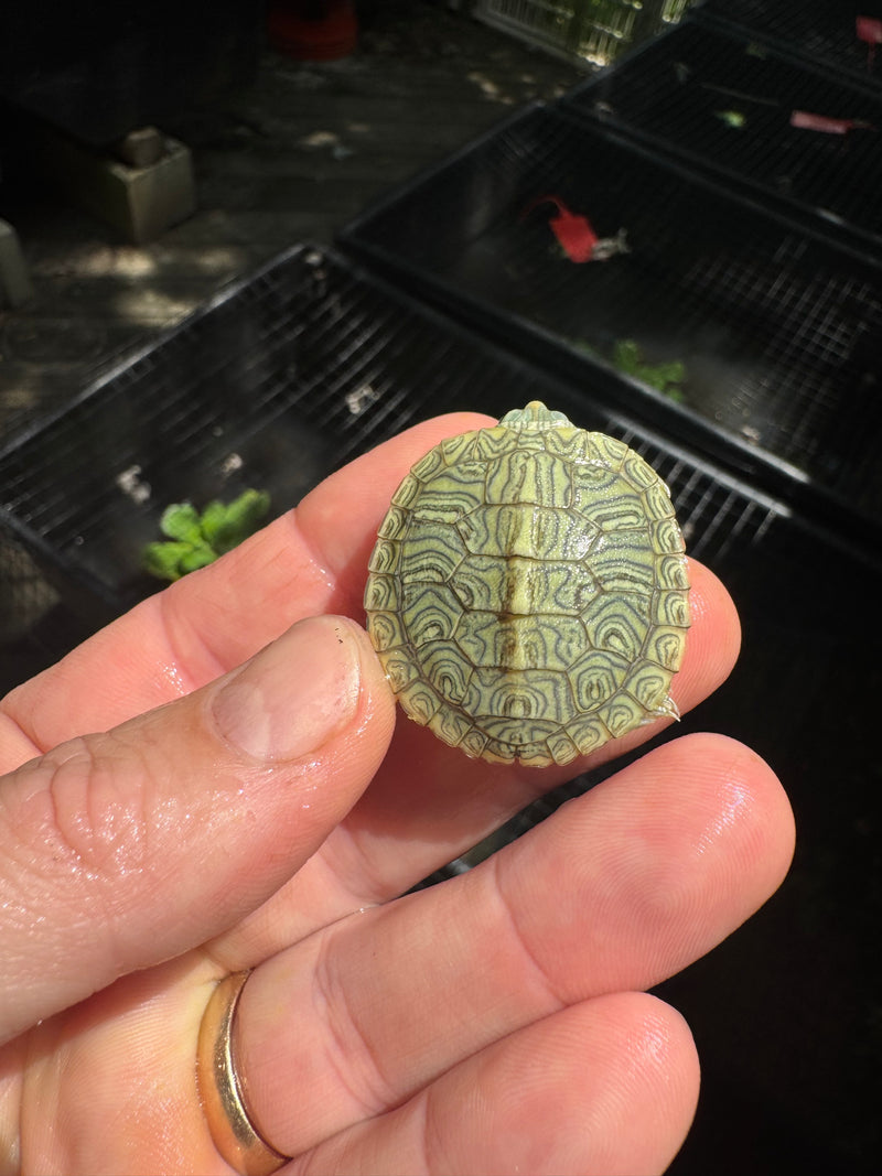 Pastel Clown Red Eared Slider Turtle 2025