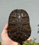 Northern Red Bellied Turtle Fancy Juvenile