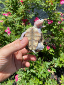 Ornate Diamondback Terrapin Female