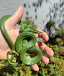 Rhinoceros Ratsnake Adult Female