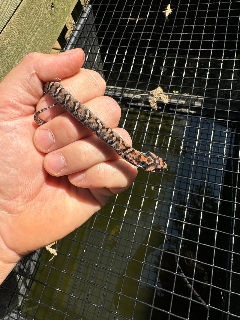 Red Eastern Hognose Snake 2024 Female