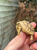Leopard Tortoise 2024