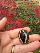 Hi Orange Vietnamese Black Breasted Leaf Turtle Baby 2025