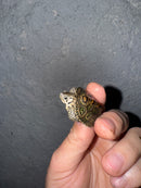 Hi White Concentric Diamondback Terrapin 2025