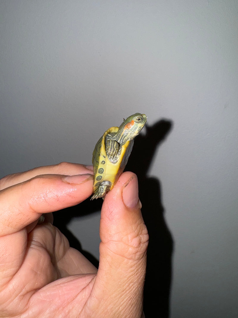 Genetic Pastel Red Eared Slider Turtle 2024