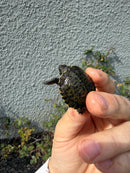 West Coast Pond Turtle Baby