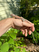 Purple Iguana Babies (Iguana iguana)