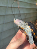 Ornate Diamondback Terrapin Female