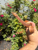 Red Salt Marsh Water Snake Adult Female