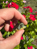 Two Headed Yellow Bellied Slider Turtle (Trachemys scripta)