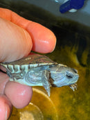 Anerythristic Peacock Slider Female