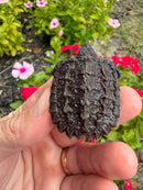 Alligator Snapping Turtle X Common Snapping Turtle