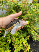 Ornate Diamondback Terrapin Female