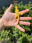 Crimson Red Albino Green Iguana 2026