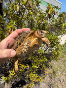 Libyan Greek Tortoise Adult Male